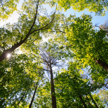 The translation of "Baumkrone" from German to French is "couronne de l'arbre.