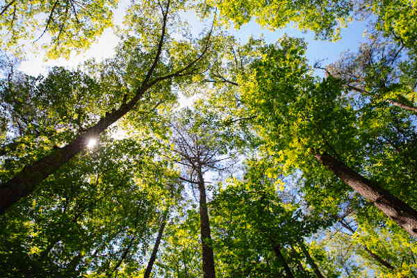 The translation of "Baumkrone" from German to French is "couronne de l'arbre.