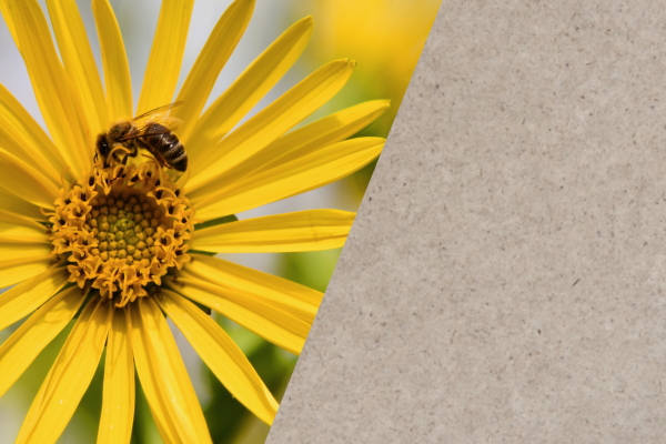 Plante de silphie avec abeille et papier de silphie en écran partagé
