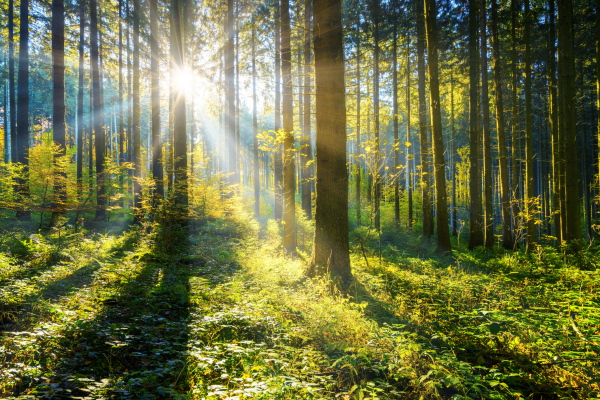 The translation of "Sonne Wald" from German to French is "Soleil forêt.