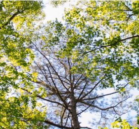 Vue sur les cimes des arbres avec un feuillage dense et un ciel dégagé en arrière-plan.