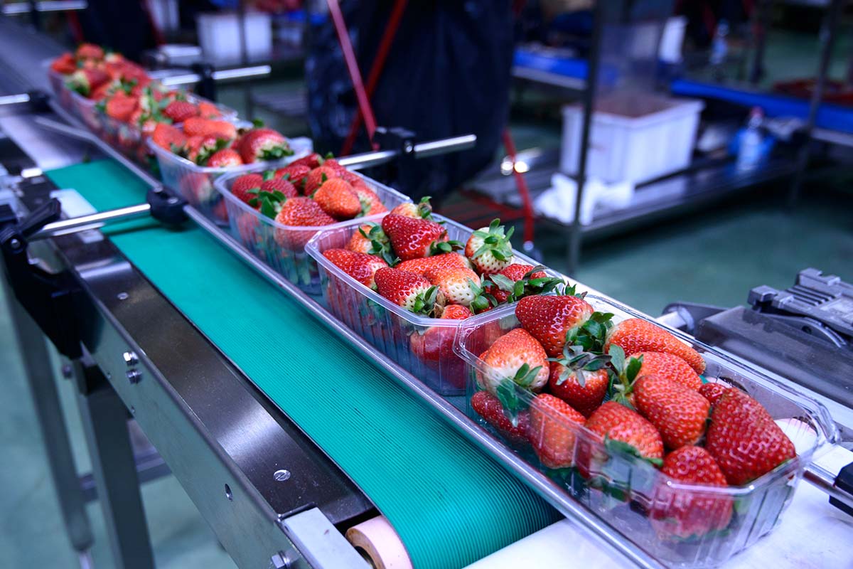 Des fraises dans une usine d'emballage dans le secteur alimentaire.