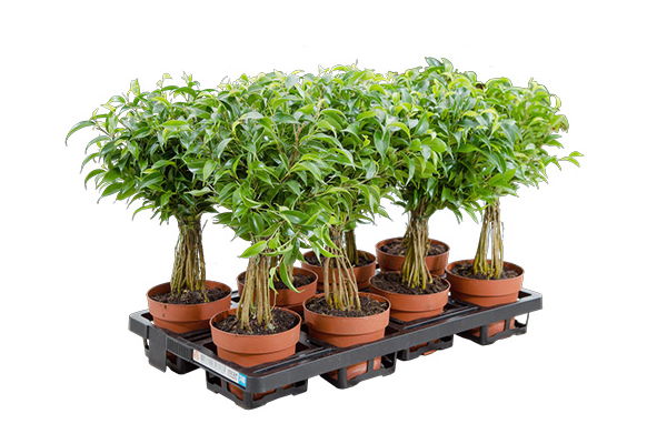 Plateau réutilisable noir pour plantes, idéal pour être étiqueté avec des étiquettes effaçables.