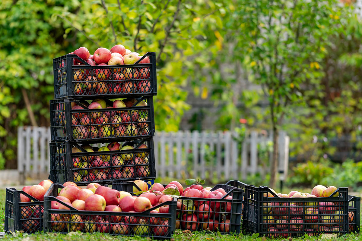Contenants réutilisables noirs avec des pommes, idéaux à étiqueter avec des étiquettes à enlever facilement.