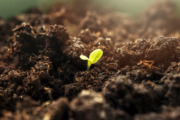 Étiquettes durables : Germination dans la terre, motif d'image pour des étiquettes compostables.