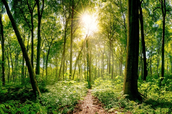 Étiquettes durables : forêt mixte avec des rayons de soleil, motif d'image pour des étiquettes durables.