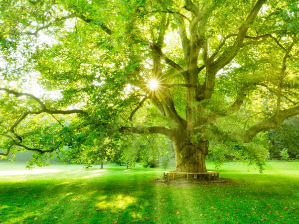 Étiquettes durables : arbre au soleil, motif visuel pour étiquettes durables.
