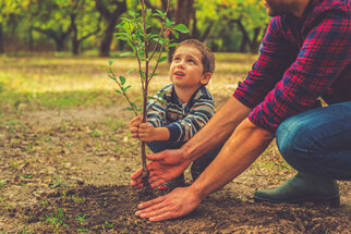 Un adulte aide un enfant à planter un petit arbre dans le sol. Tous deux regardent la plante avec concentration.