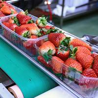 Des fraises fraîches dans des contenants transparents sur un tapis roulant, prêtes à être emballées ou expédiées.