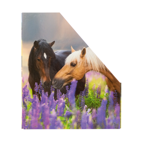 Zwei Pferde, eines schwarz und das andere hellbraun, stehen nebeneinander in einem Feld mit lila Blumen.