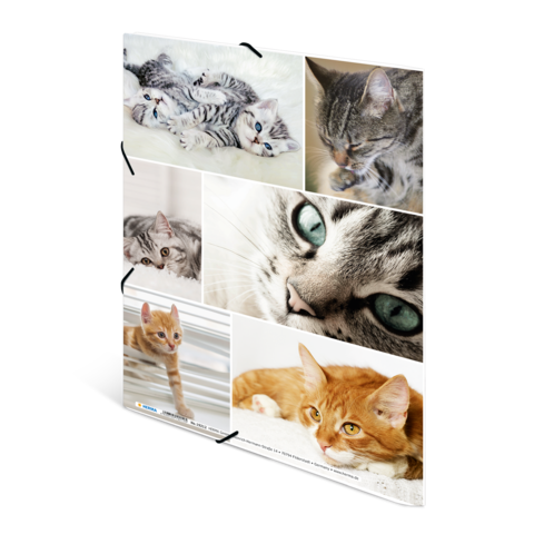 Sechs Katzenbilder in einem Collage-Layout, darunter Kätzchen, eine graue Katze mit blauen Augen und eine orangefarbene Katze, die entspannt liegt.