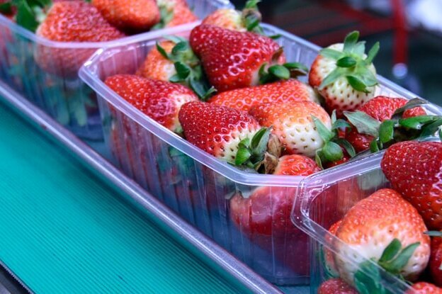 Des fraises dans des contenants transparents sur un tapis roulant dans un environnement de production.