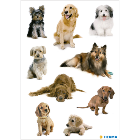 Verschiedene Hunderassen in einer Collage, darunter Golden Retriever, Yorkshire Terrier, Collie und Dackel, in unterschiedlichen Posen.