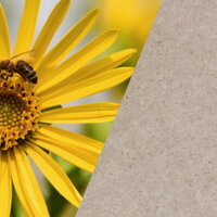 Étiquettes durables : plante de silphie + aspect des étiquettes