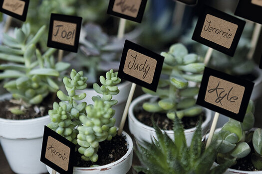 Petites plantes étiquetées avec des étiquettes manuscrites.