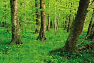 Une forêt dense et verdoyante avec de grands arbres et un sous-bois luxuriant qui recouvre le sol. La lumière filtre à travers le feuillage.