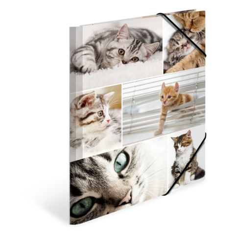 Eine Sammlung von Katzenporträts, die verschiedene Rassen und Posen zeigen, darunter eine graue Katze mit blauen Augen und eine orangefarbene Katze.