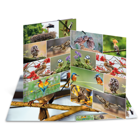 Verschiedene Vogelarten in einem Faltbuch, darunter Störche, Eulen, Meisen und Eisvögel, auf bunten Hintergründen.