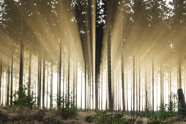 Foret de conifères avec des rayons de soleil. C'est de ces forêts que provient la matière première pour les étiquettes HERMA certifiées FSC, au format paysage.