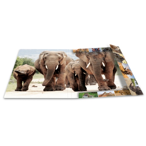 Eine Gruppe von Elefanten, darunter ein Jungtier, bewegt sich in einer natürlichen Umgebung.