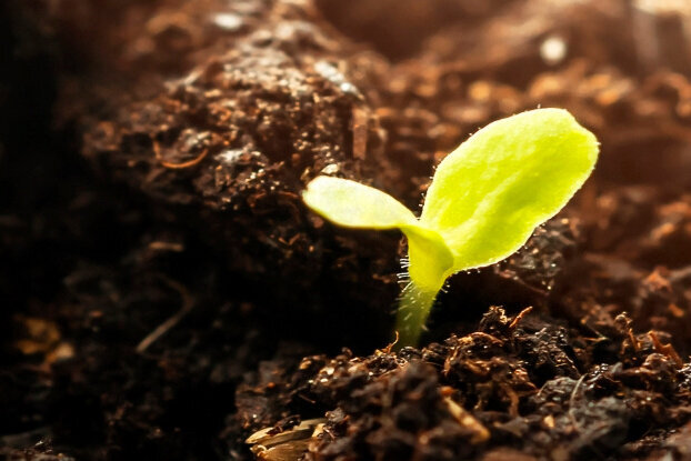 Plantule dans la terre, motif d'image pour étiquettes compostables, format paysage