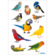 Eine Sammlung von bunten Vogelstickern, darunter Wellensittiche, Papageien und andere Arten, auf einem weißen Hintergrund.