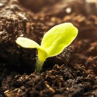 Étiquettes durables : Germination dans la terre, motif d'image pour des étiquettes compostables.