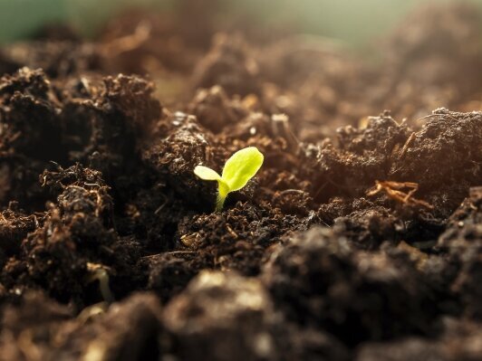 Étiquettes durables : Germination dans la terre, motif d'image pour des étiquettes compostables.