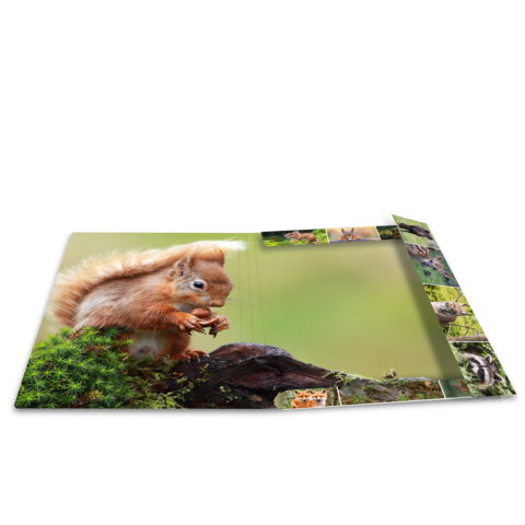 Ein Eichhörnchen sitzt auf einem Baumstamm und hält eine Nuss in den Vorderpfoten, umgeben von grünem Moos.