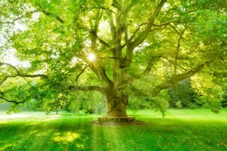 Un grand arbre avec un feuillage luxuriant et vert se dresse sous la lumière du soleil qui filtre à travers les feuilles, entouré d'une prairie verdoyante.