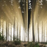 Foret de conifères avec des rayons de soleil. C'est de ces forêts que provient la matière première pour les étiquettes HERMA certifiées FSC.