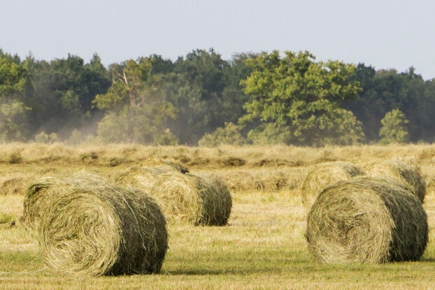 Étiquettes en herbe - Prairie avec des balles de foin, format paysage