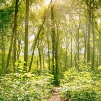 Étiquettes durables : forêt mixte avec des rayons de soleil, motif d'image pour des étiquettes durables.