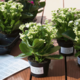 Blühende Kalanchoe-Pflanzen in Töpfen stehen auf einem Tisch. Einige Pflanzen haben weiße Blüten, andere sind grün.