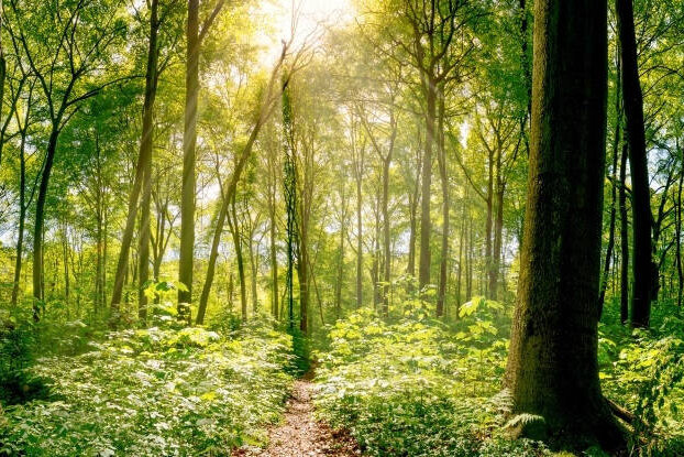 Foret mixte avec des rayons de soleil, motif d'image pour des étiquettes durables, format paysage.