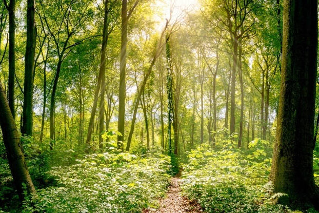 Foret mixte avec des rayons de soleil, motif d'image pour des étiquettes durables, format paysage.