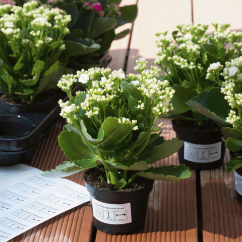 Blühende Kalanchoe-Pflanzen in Töpfen, mit weißen Blüten und grünen Blättern, auf einem Holztisch angeordnet.